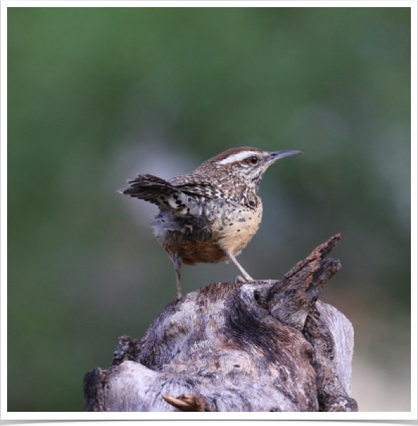 Cactus Wren